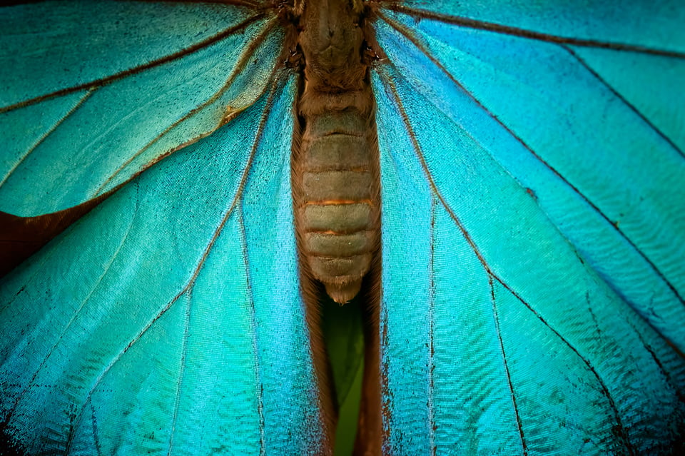 Morpho Butterfly