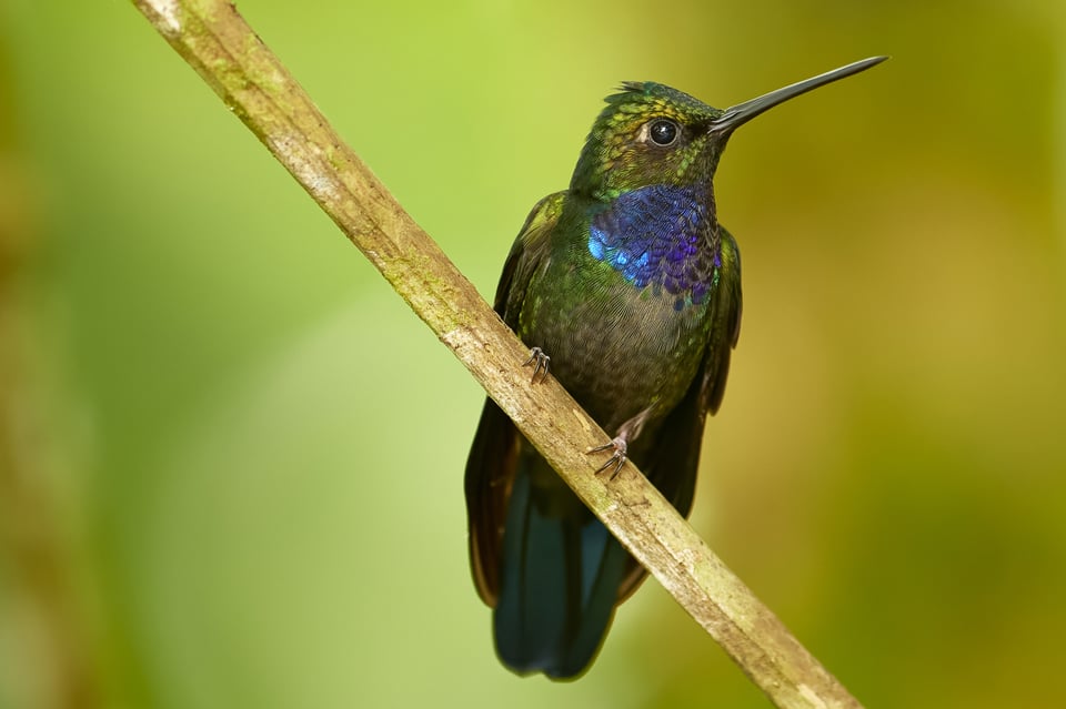 Napo Saberwing_Ecuador_02