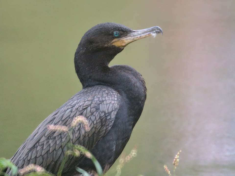 Neotropic_Cormorant_Jason_Polak