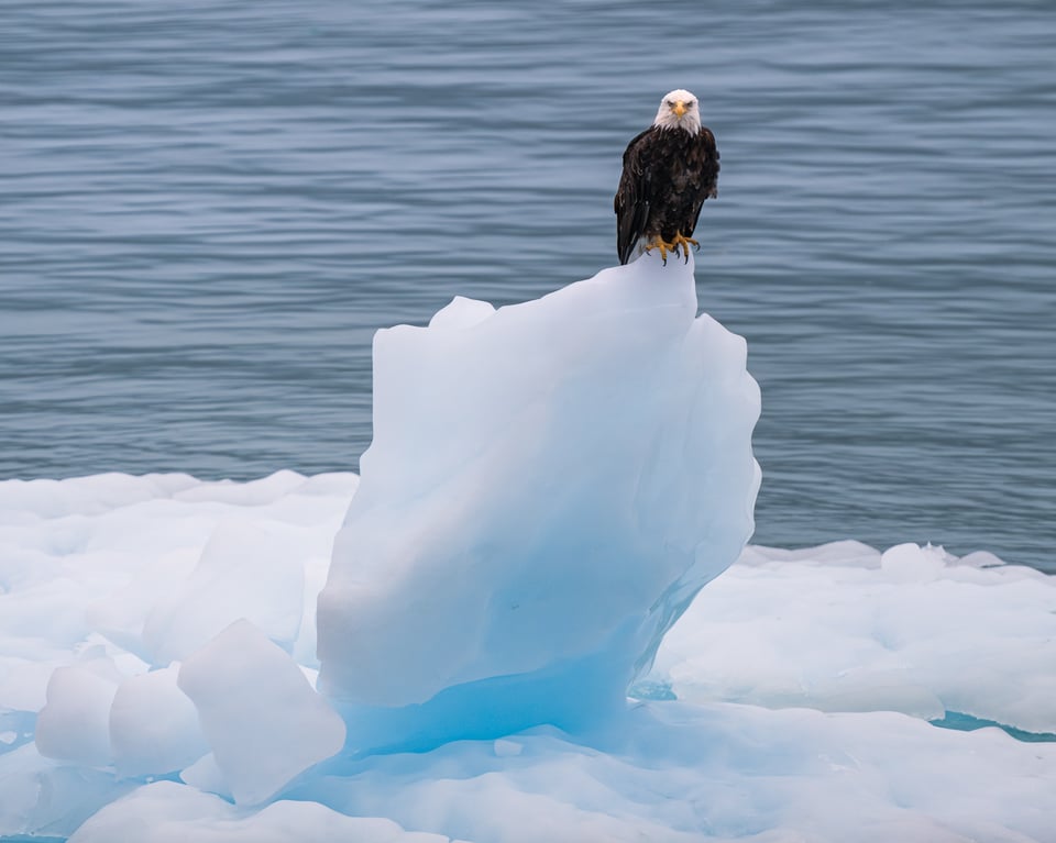 Nikon Z8 800mm f6.3 PF Sample Image Eagle Iceberg