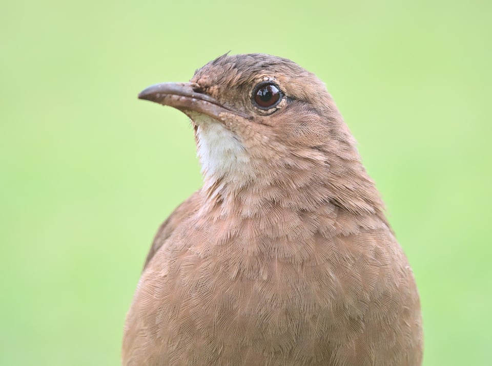 Rufous_Hornero_Jason_Polak