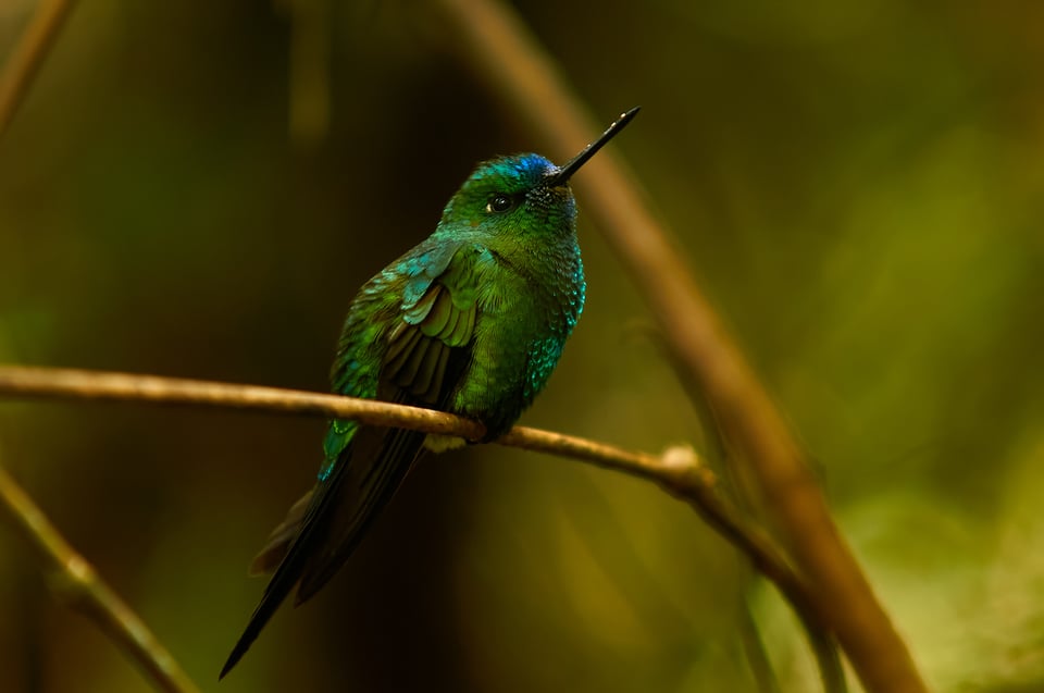 Sapphire-vented Puffleg_Ambient light