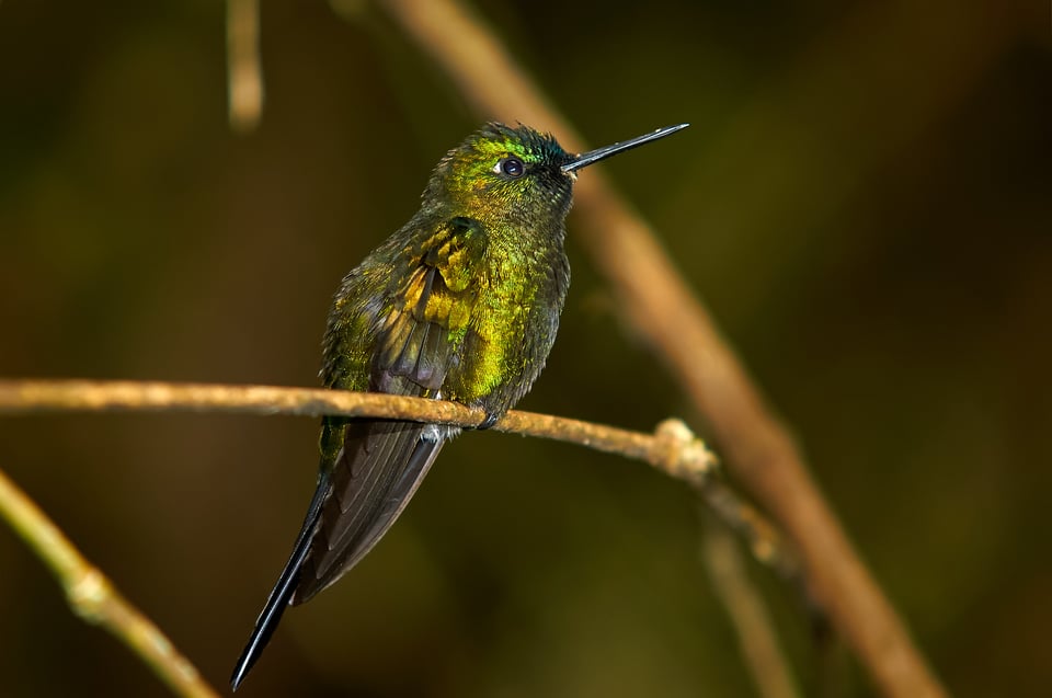 Sapphire-vented Puffleg_Flashed