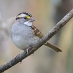 WhiteThroatedSparrow_Jason_Polak