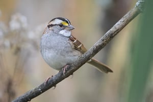 WhiteThroatedSparrow_Jason_Polak