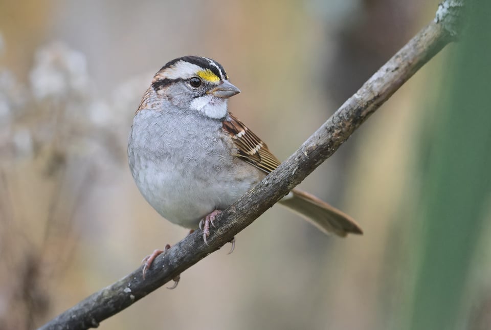 WhiteThroatedSparrow_Jason_Polak