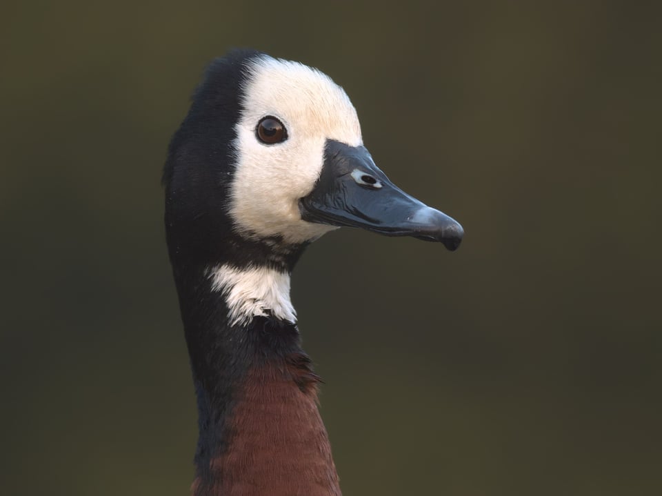 White_faced_whistling_Duck_Jason_Polak