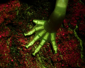 fluorescent bones of an arboreal salamander biofluorescence in amphibians bluelight photography