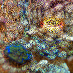 octopus eyeball macro image showing intricate patterns and chromatophores