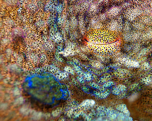 octopus eyeball macro image showing intricate patterns and chromatophores