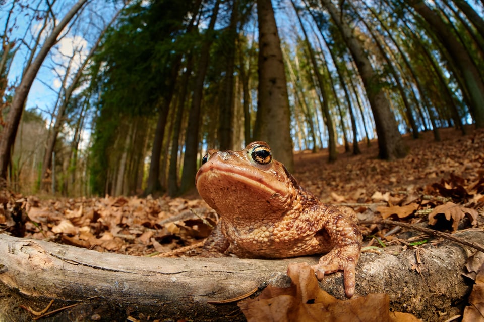 Common Toad_Czech Republic__LVA2098-NEF