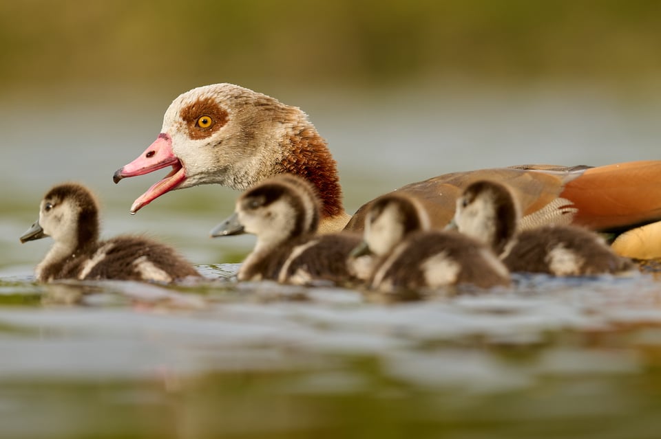 Egyptian Goose_Czech Republic__LVP5621-NEF