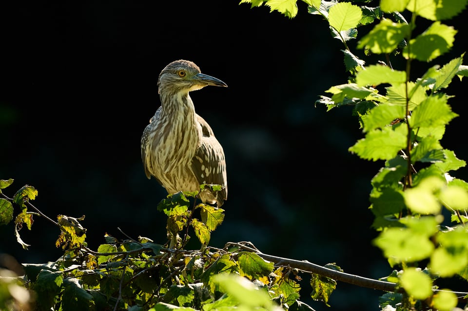 Nikon Z9_Nikon 180-600mm_Image Sample__DSC4887-NEF