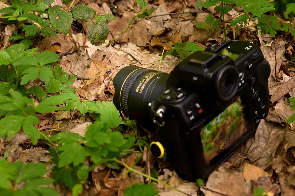 Shooting Frog_Czech Republic__DSC3775-NEF