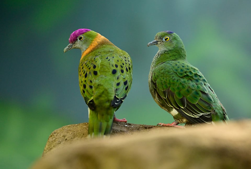 Superb Fruit-Dove_Nikon 180-600