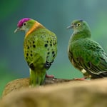 Superb Fruit-Dove_Nikon 180-600