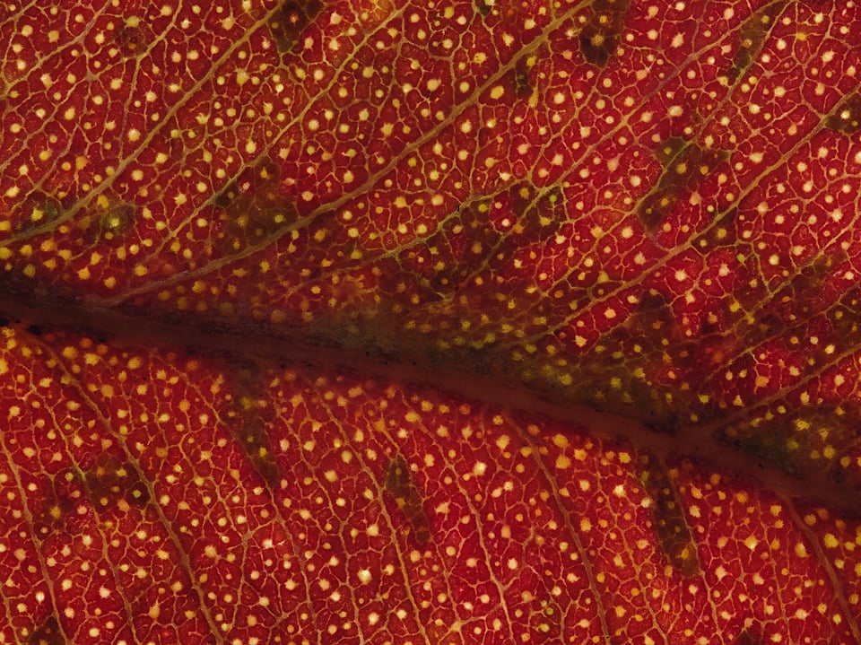 zerene_leaf_stack
