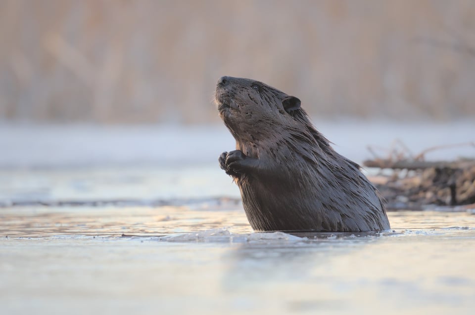 Beaver_emerging_water_Jason_Polak