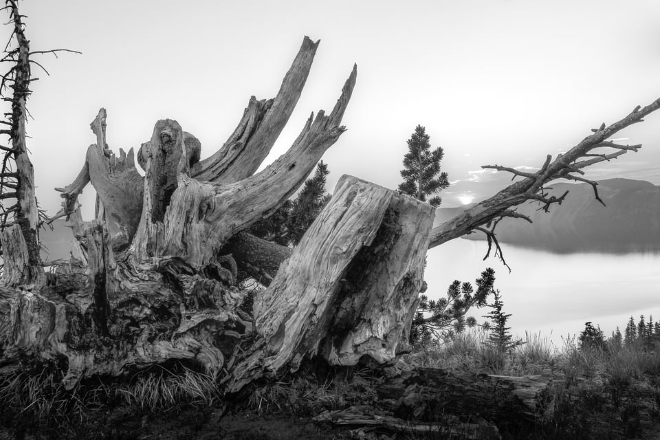 Black and White Landscape Photo of Tree at Crater Lake