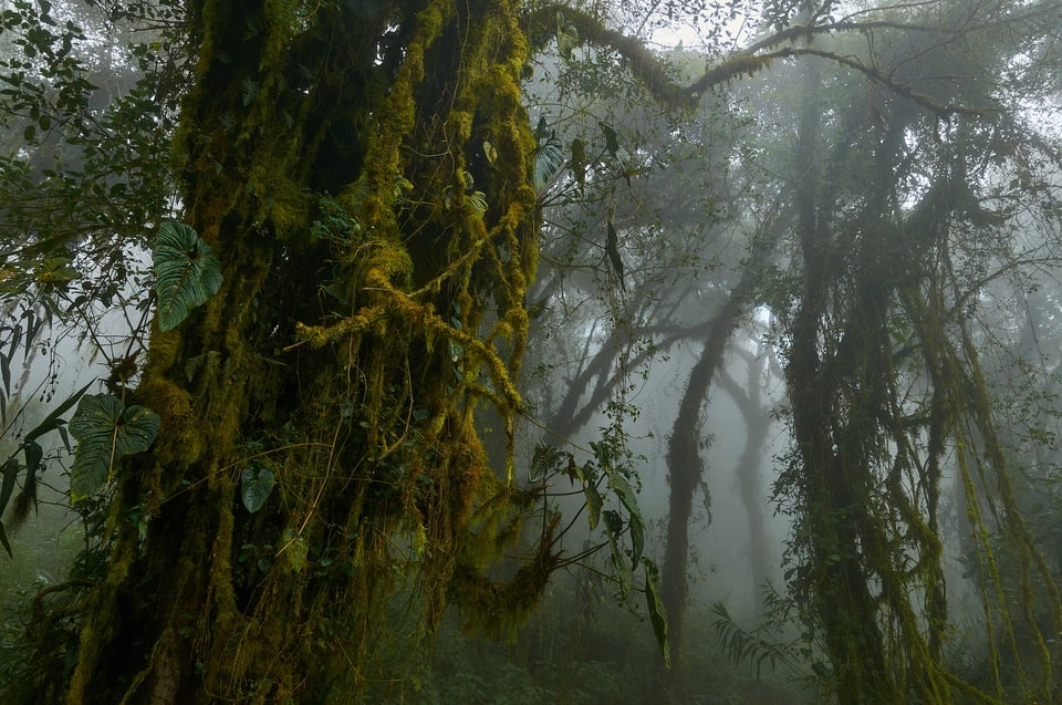 Cloud Forest_Ecuador_TGP8637-NEF