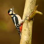 Great Spotted Woodpecker_Nikon Z9 and 600mm_LVP3364