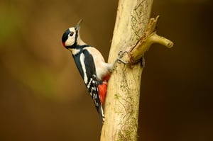 Great Spotted Woodpecker_Nikon Z9 and 600mm_LVP3364