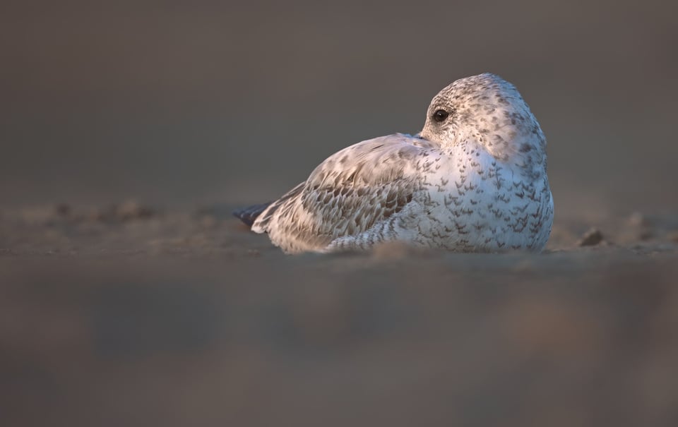 Gull_On_Sand_Jason_Polak