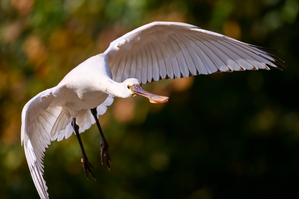 Nikon 600mm f6,3__DSC6215-NEF