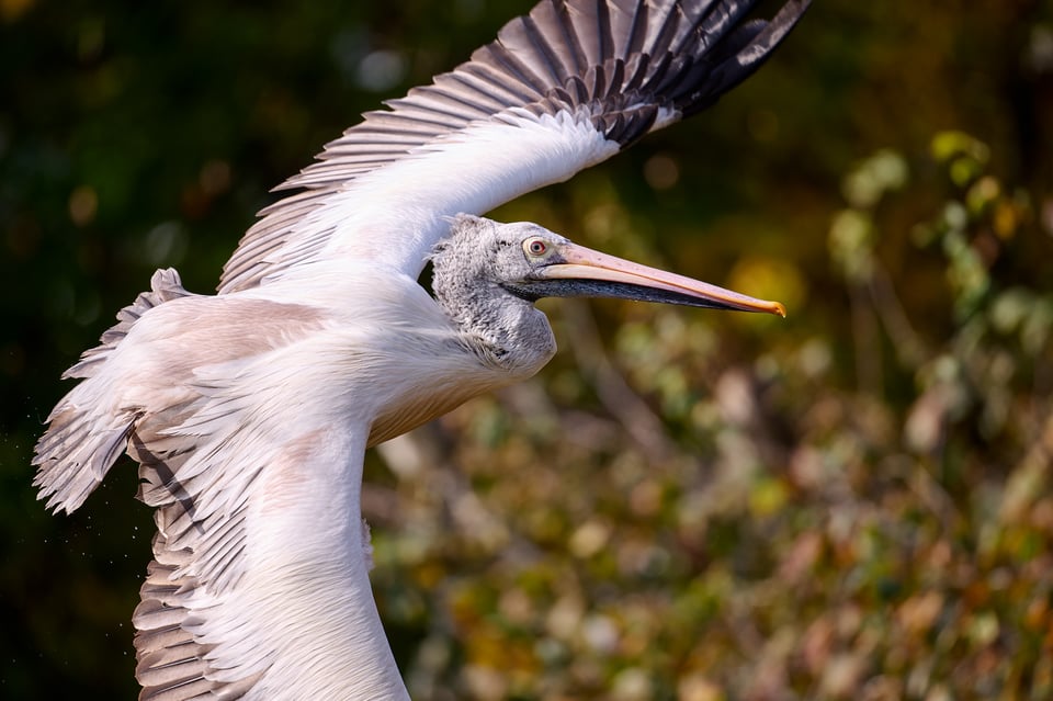 Nikon 600mm f6,3__DSC6723-NEF