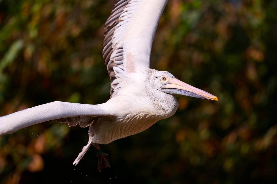 Nikon 600mm f6,3__DSC6736-NEF