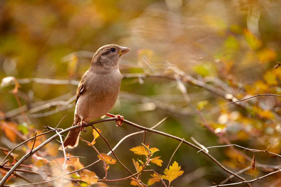 Nikon 600mm f6,3__LVP0195-NEF