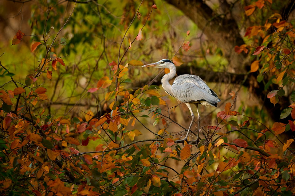 Nikon 600mm f6,3__LVP9601-NEF