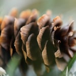 Pine Cone Macro Photo Nikon Z 70-180mm f2.8 with 2x TC