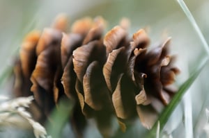 Pine Cone Macro Photo Nikon Z 70-180mm f2.8 with 2x TC