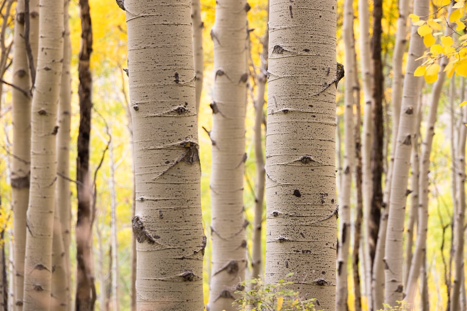 aspen-tree-trunk-in-autumn