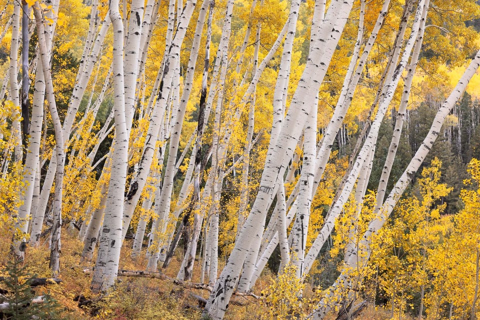 aspens-telephoto-fall-colors