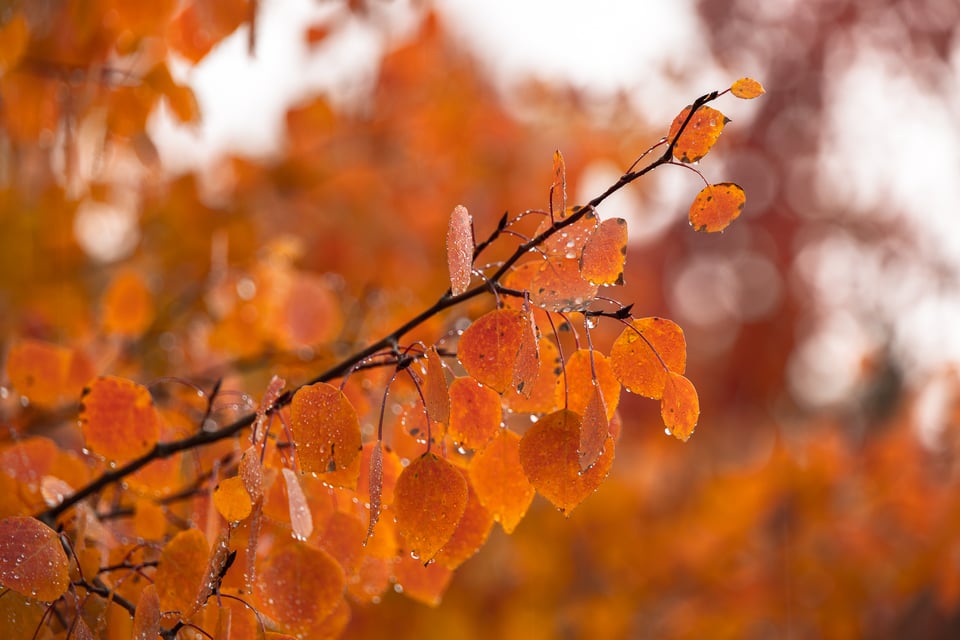 raindrops-on-aspen-leaves