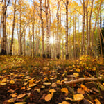 sun-with-backlit-aspen-trees-autumn