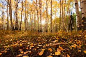 sun-with-backlit-aspen-trees-autumn