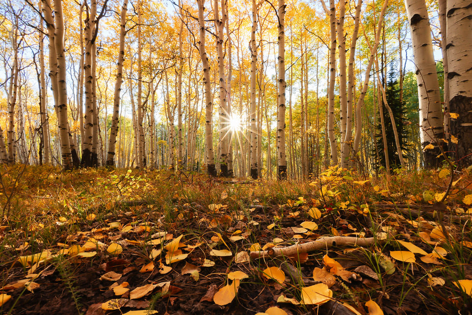 sun-with-backlit-aspen-trees-autumn