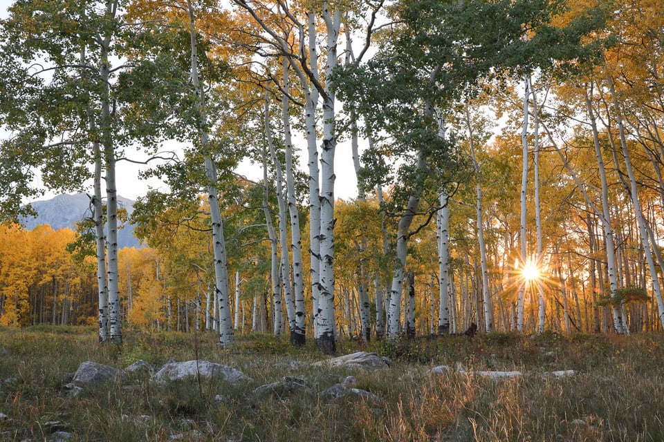 sunset-light-through-aspen-trees-fall