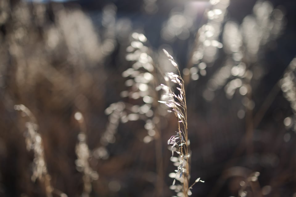 Canon RF 35mm f1.8 Macro Londitudinal Chromatic Aberration