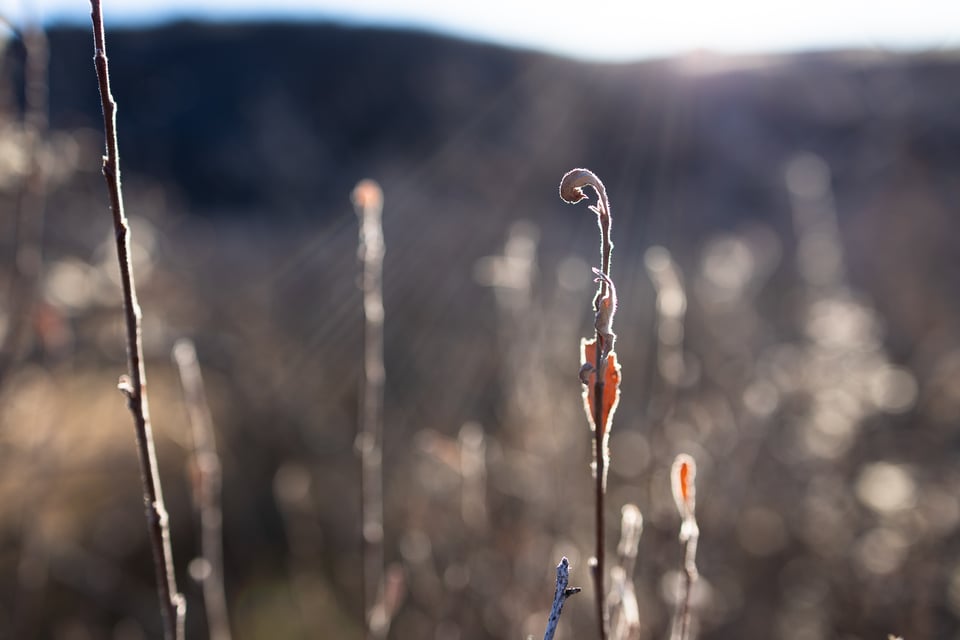 Canon RF Macro Lines Flare Close-Up