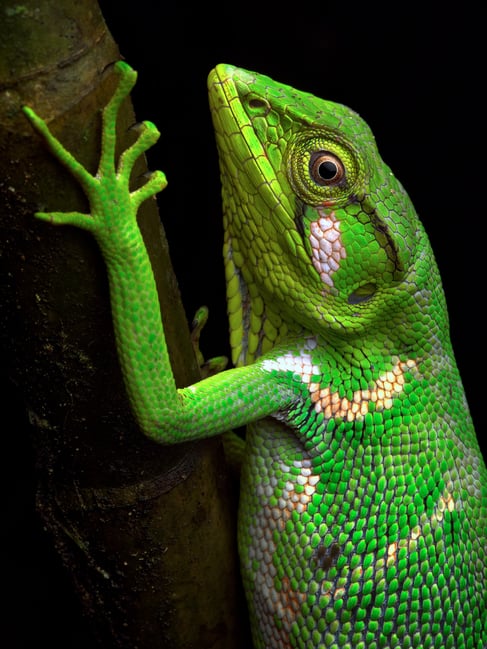 Canopy Monkey Lizard macro photography with flash