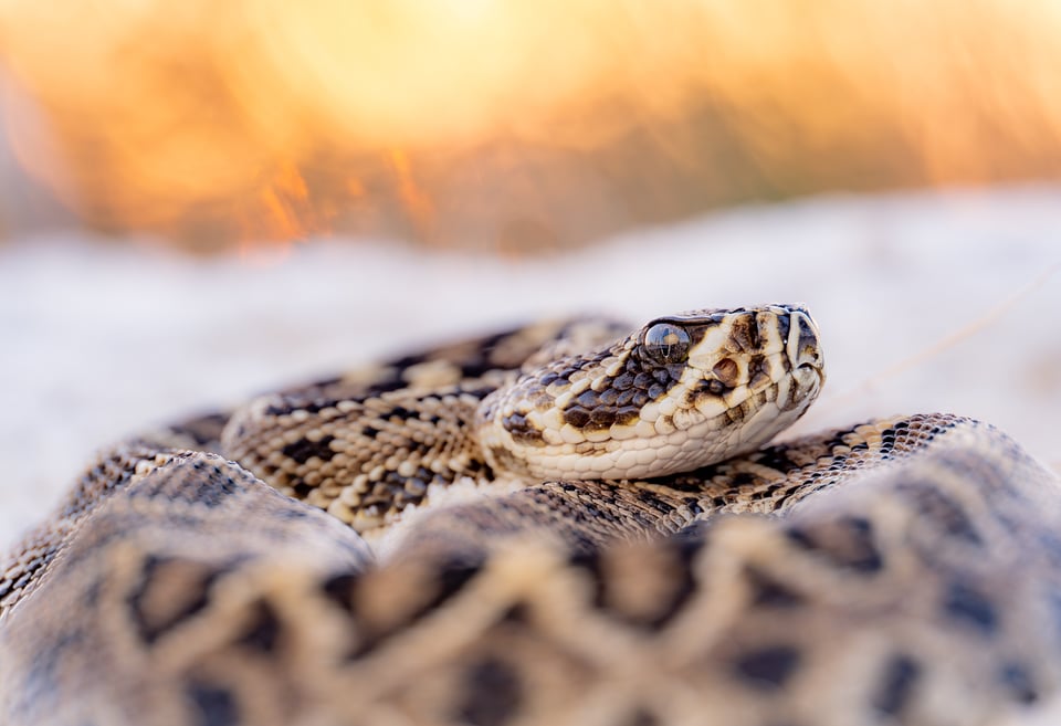 Eastern Diamondback Rattlesnake photographed at sunset with fill flash