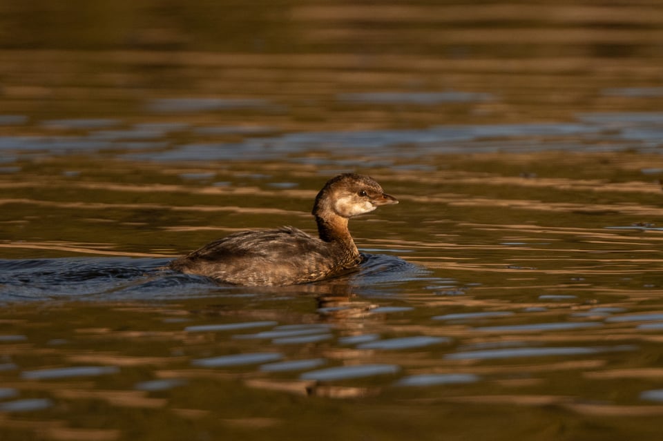 Nikon-Z-70-180mm-f-2-8-sample-photo-00016