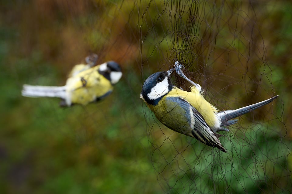 Nikon Zf_Samples_Cervenohorske sedlo_Birds__DPS6105