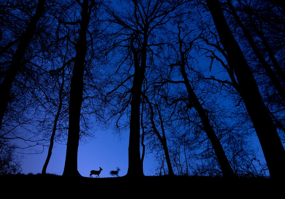 Tibor Litauszki_Between sky-high oaks_05