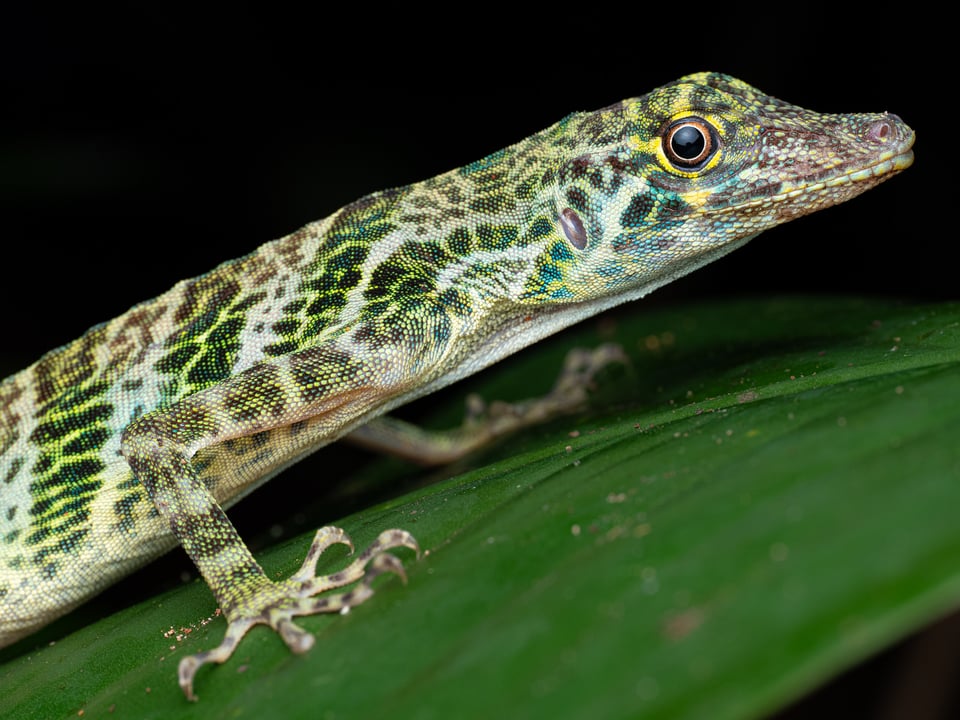 anolis frenatus macro photography with flash