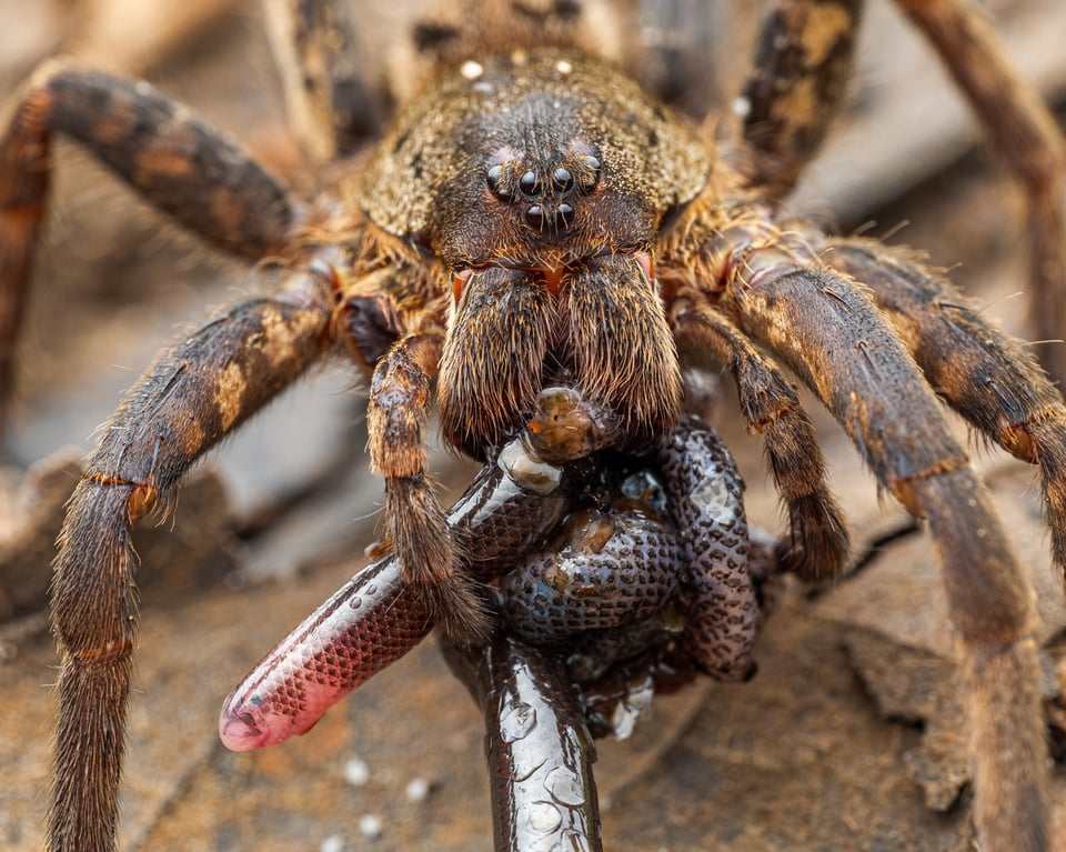 big spider eating a snake